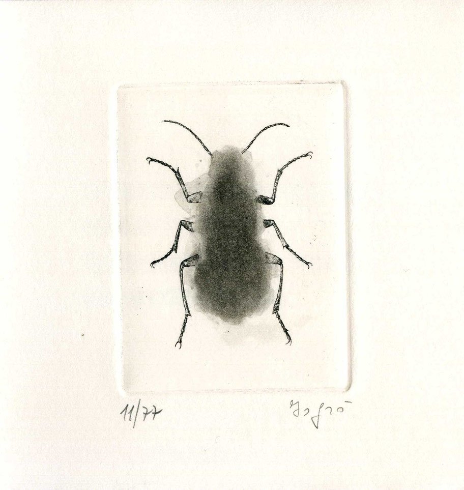 Incisione di Emilio Isgrò per il libro «Carabus cancellatus»